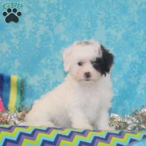 Violet, Toy Poodle Puppy